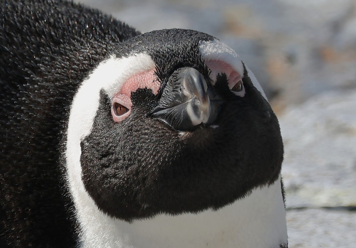 tučňák brýlový - ML620929964