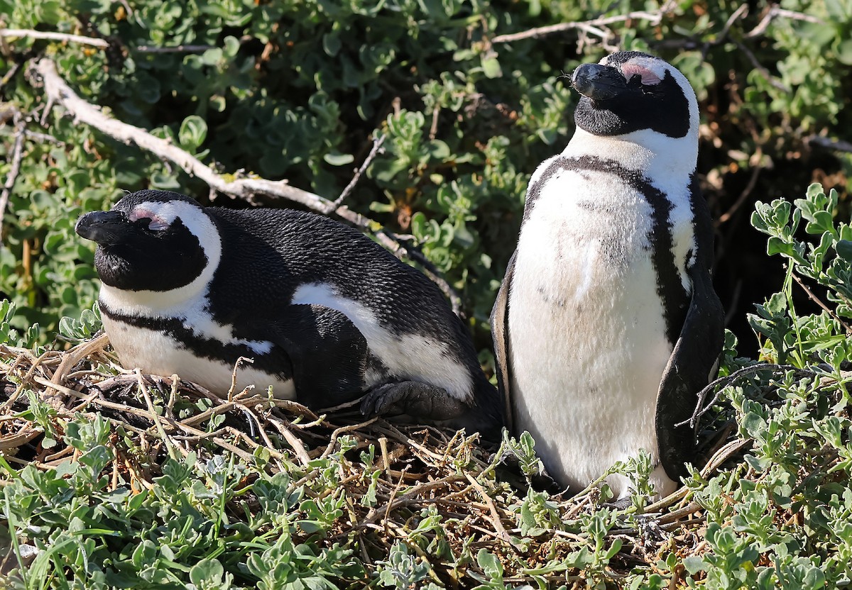 Pingüino de El Cabo - ML620929965