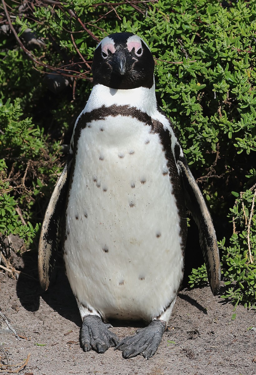 Pingüino de El Cabo - ML620929966