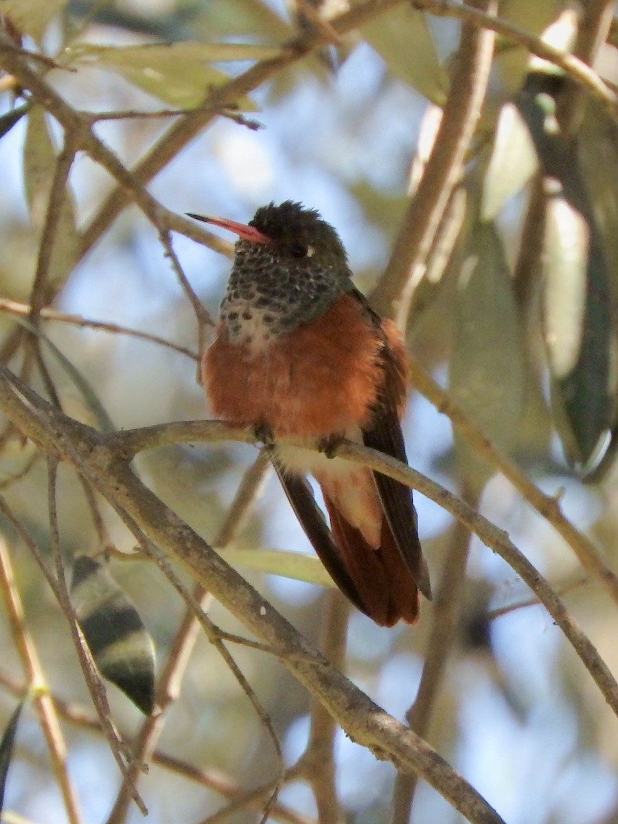 Amazilia Hummingbird - ML620929967