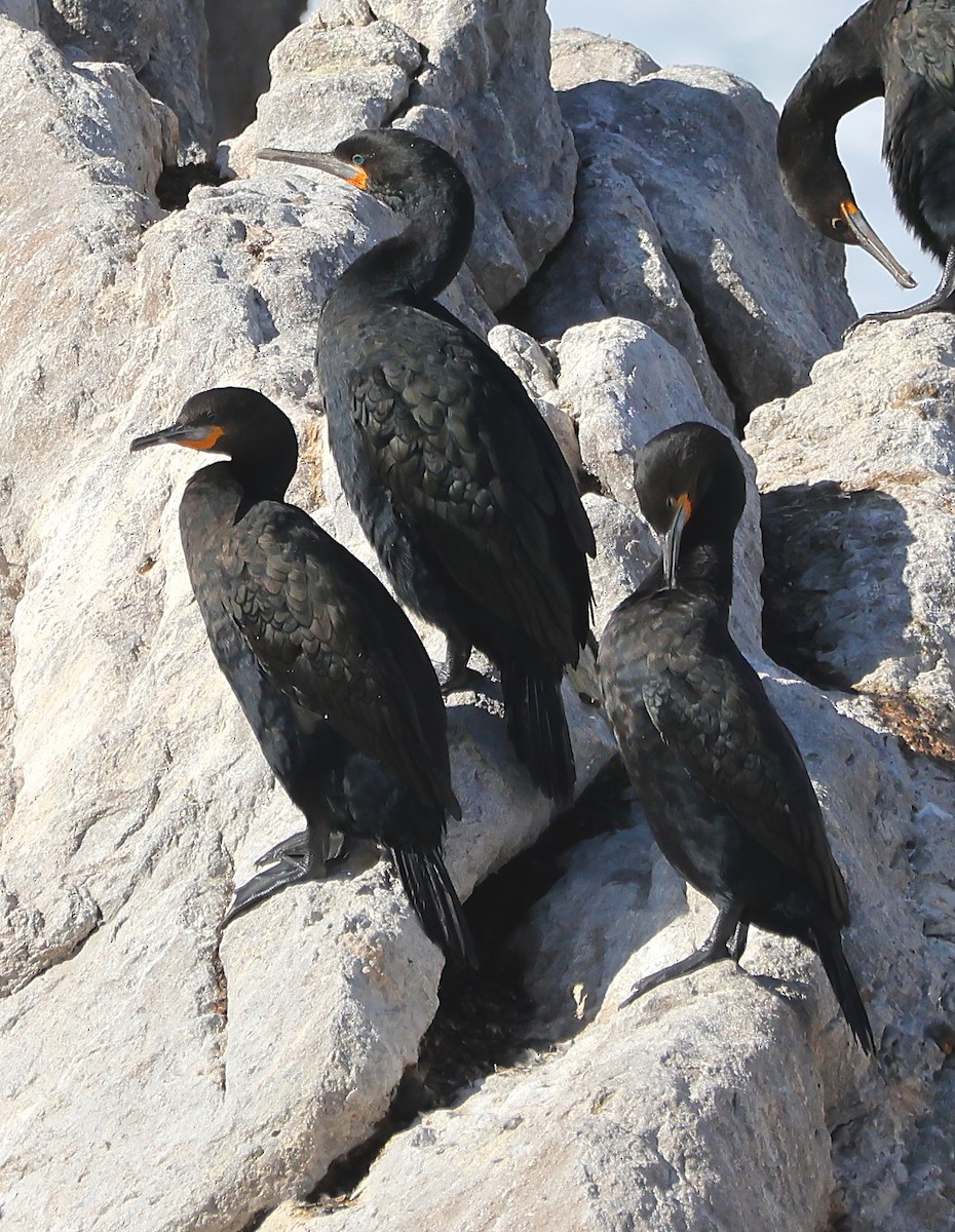 Cape Cormorant - Gareth Hughes