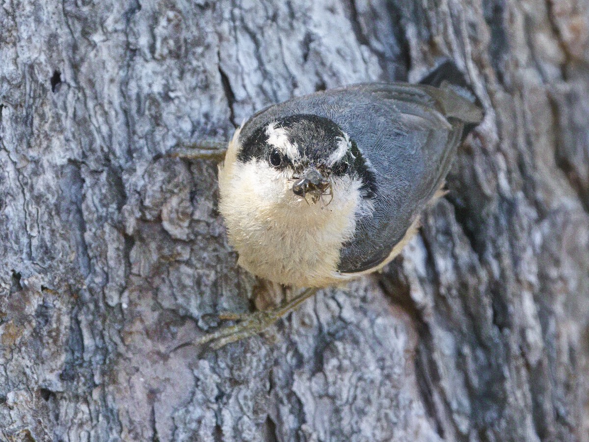 Red-breasted Nuthatch - ML620929976