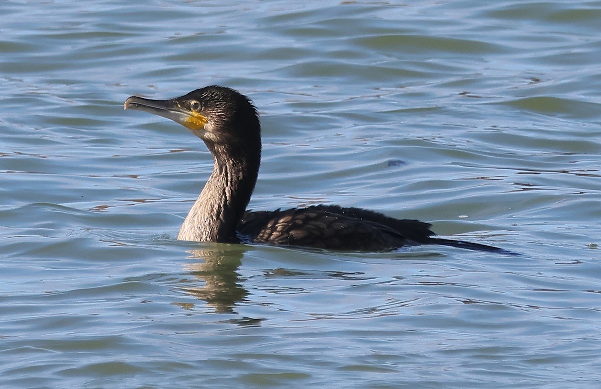 Great Cormorant (White-breasted) - ML620929980