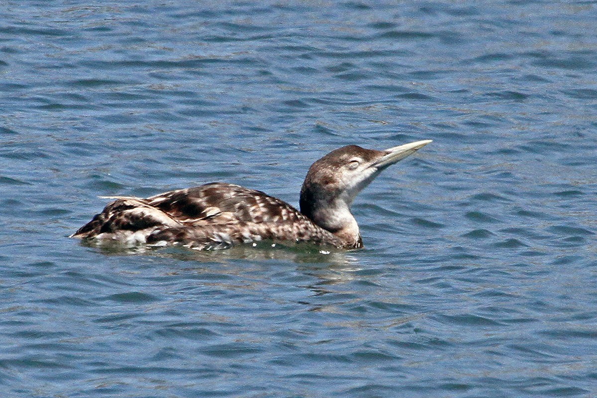 Yellow-billed Loon - ML620930008