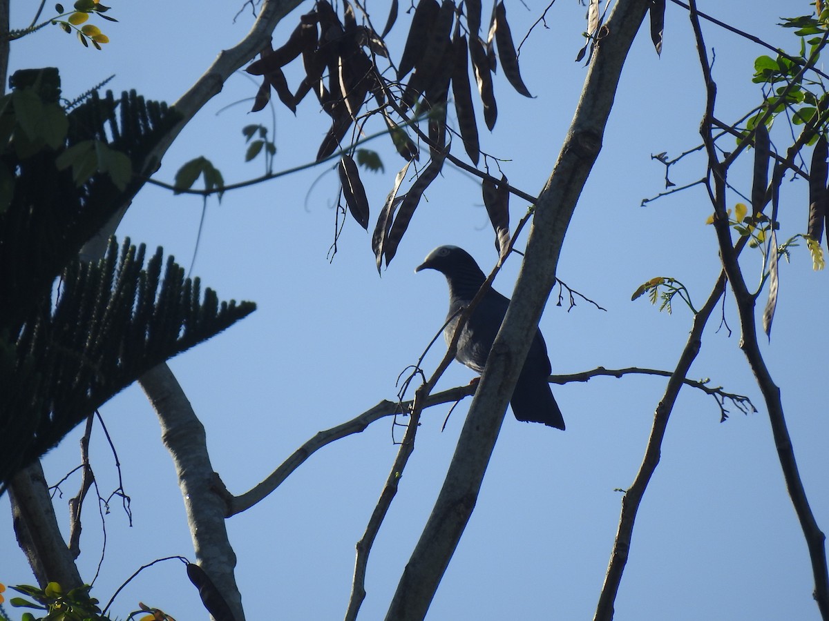 White-crowned Pigeon - ML620930012