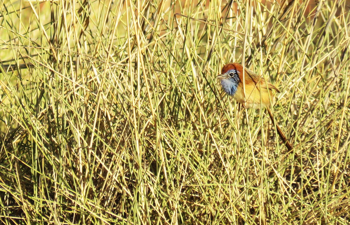 Rufous-crowned Emuwren - ML620930019