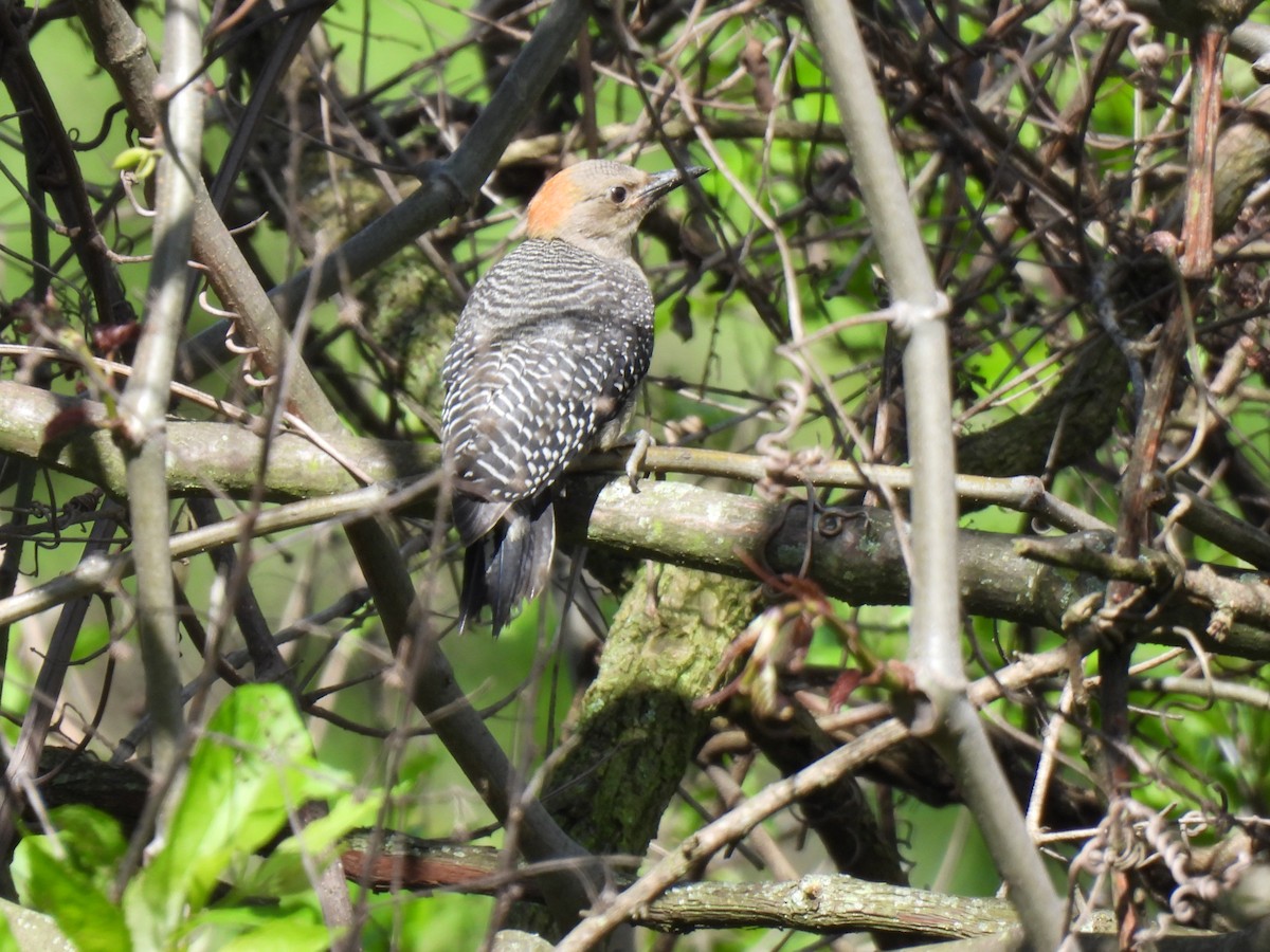 Golden-fronted Woodpecker - ML620930027
