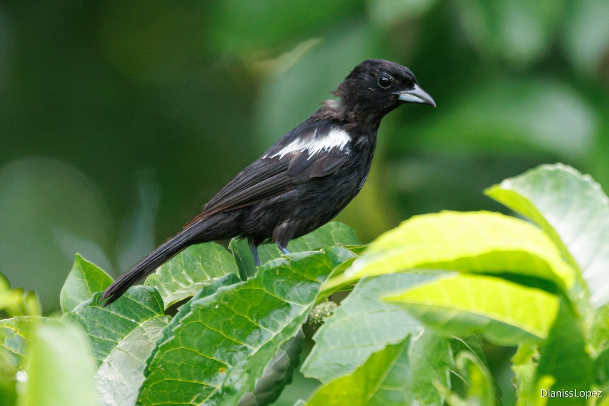 White-shouldered Tanager - ML620930037