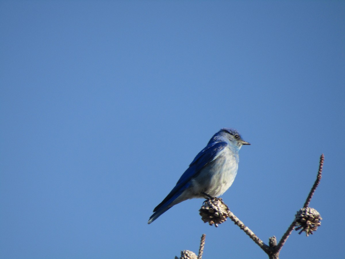 Mountain Bluebird - ML620930041