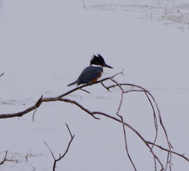 Belted Kingfisher - ML620930069