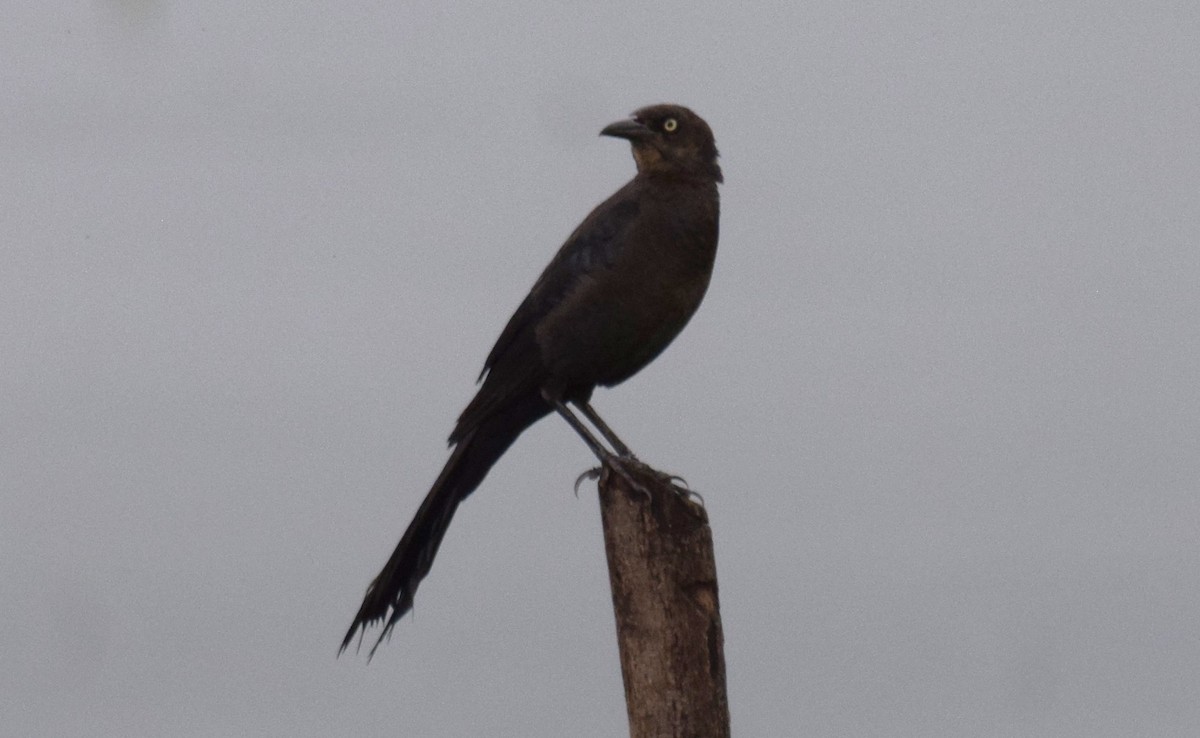 Great-tailed Grackle - ML620930076
