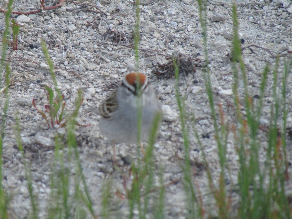 Chipping Sparrow - ML620930089