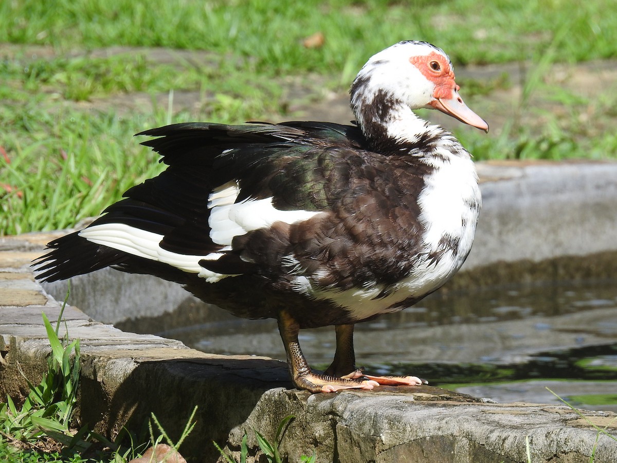Muscovy Duck (Domestic type) - ML620930100