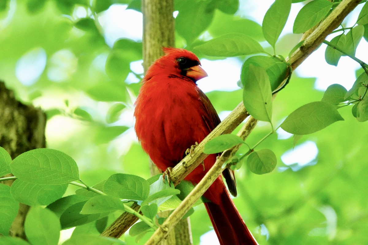 Cardinal rouge - ML620930104