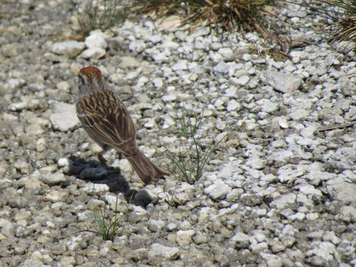 Chipping Sparrow - ML620930115
