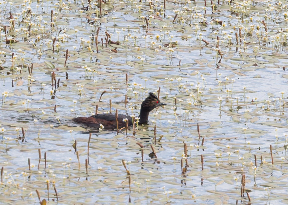 Eared Grebe - ML620930122