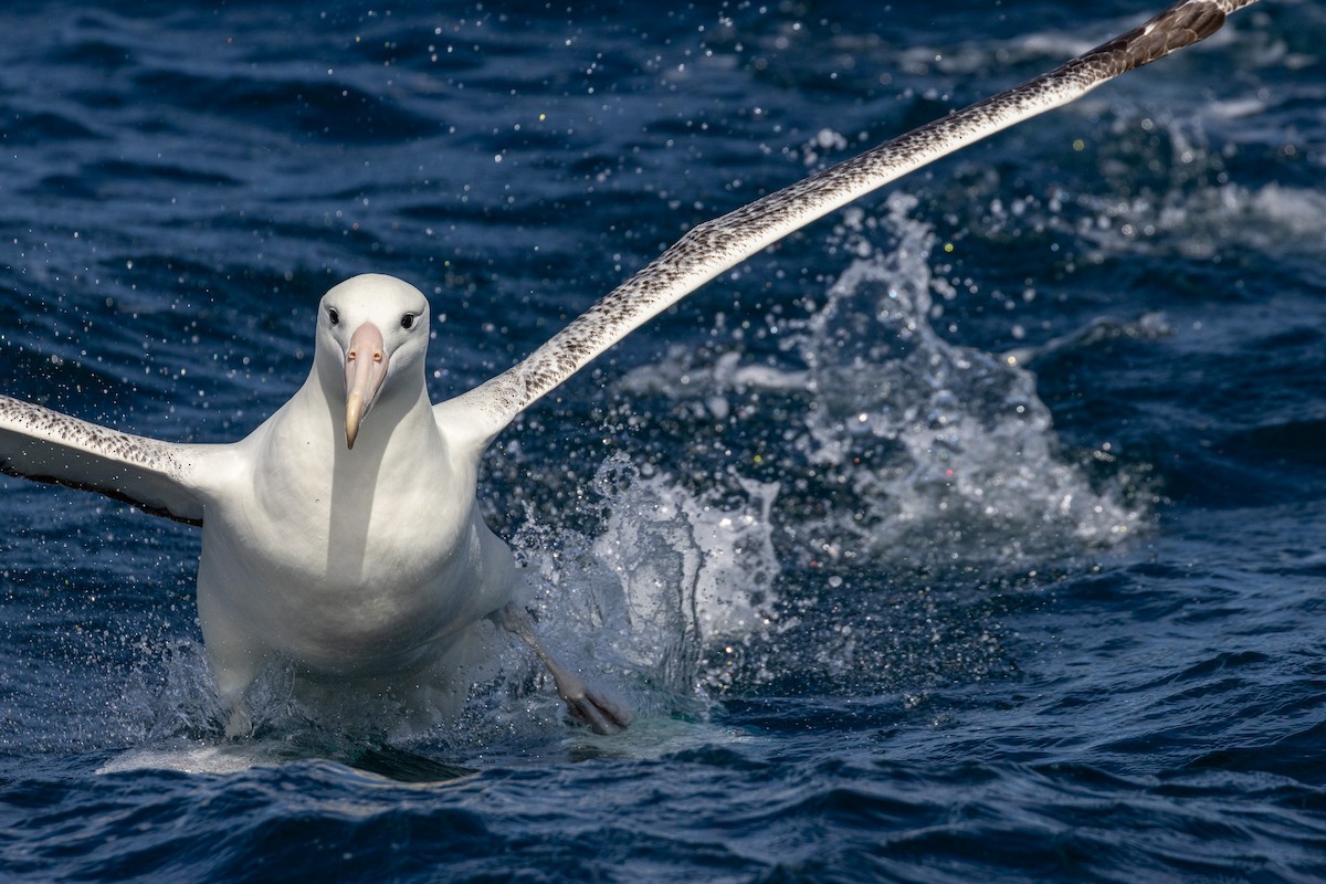 albatros královský - ML620930139