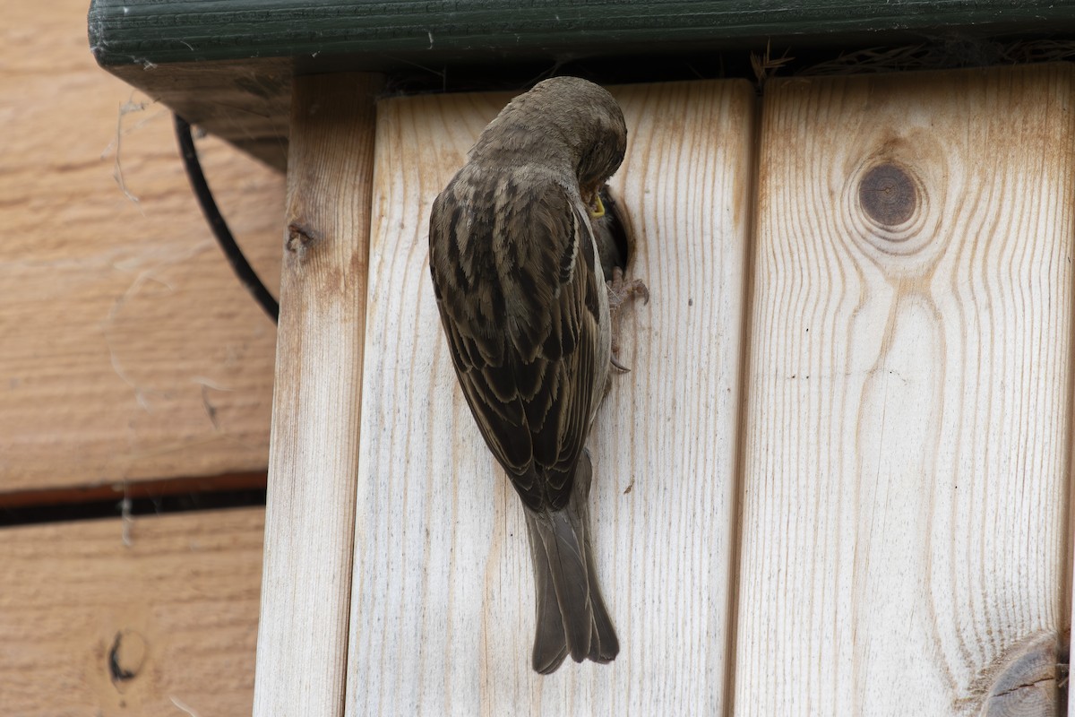 House Sparrow - ML620930143