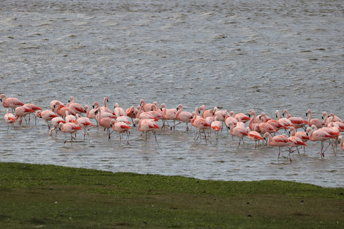 Chilean Flamingo - ML620930163