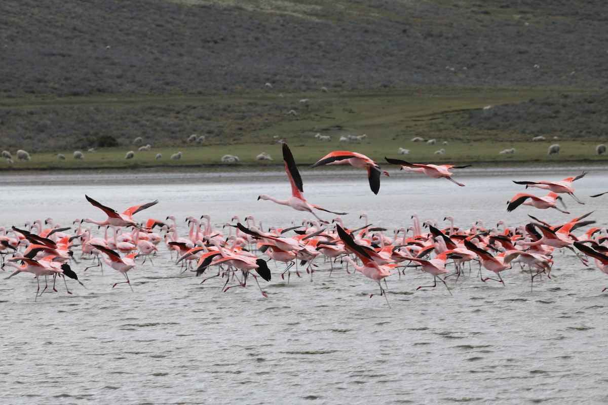 Chilean Flamingo - ML620930167