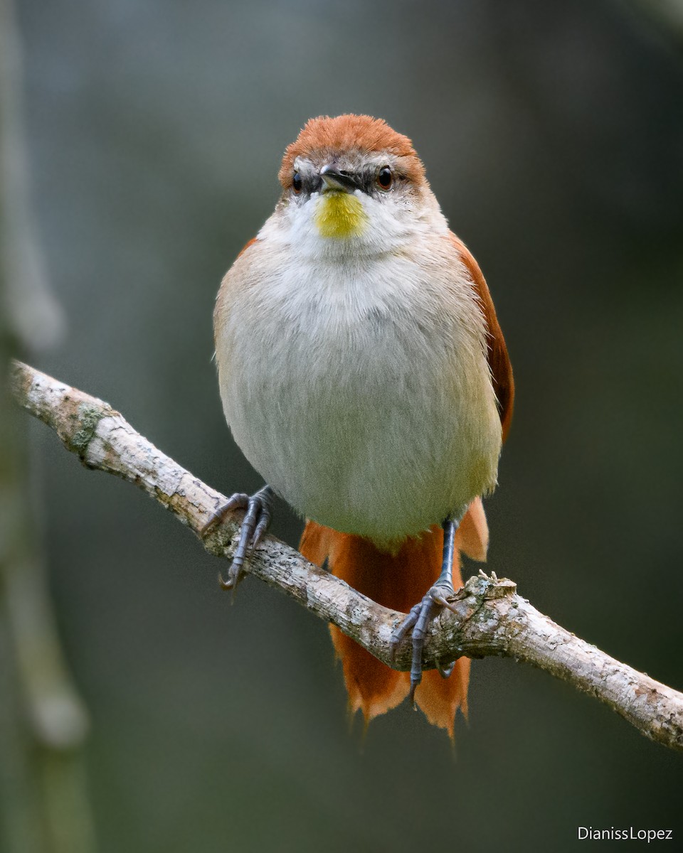 Yellow-chinned Spinetail - ML620930168