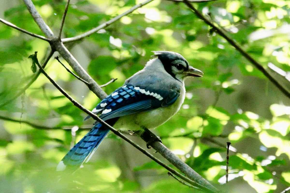 Blue Jay - ML620930179