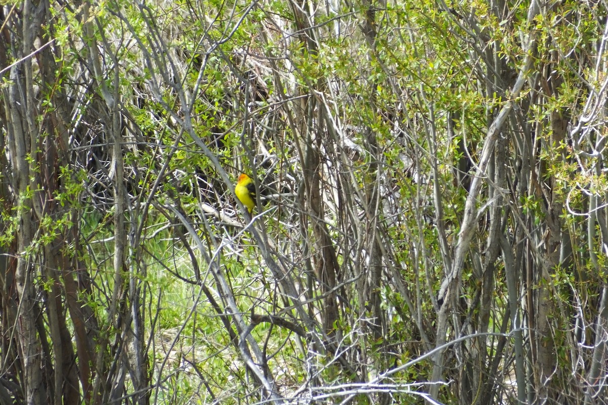 Western Tanager - ML620930202