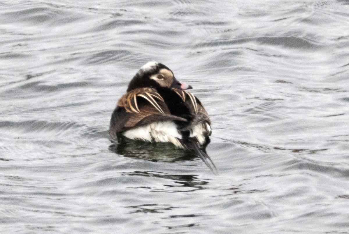 Long-tailed Duck - ML620930267