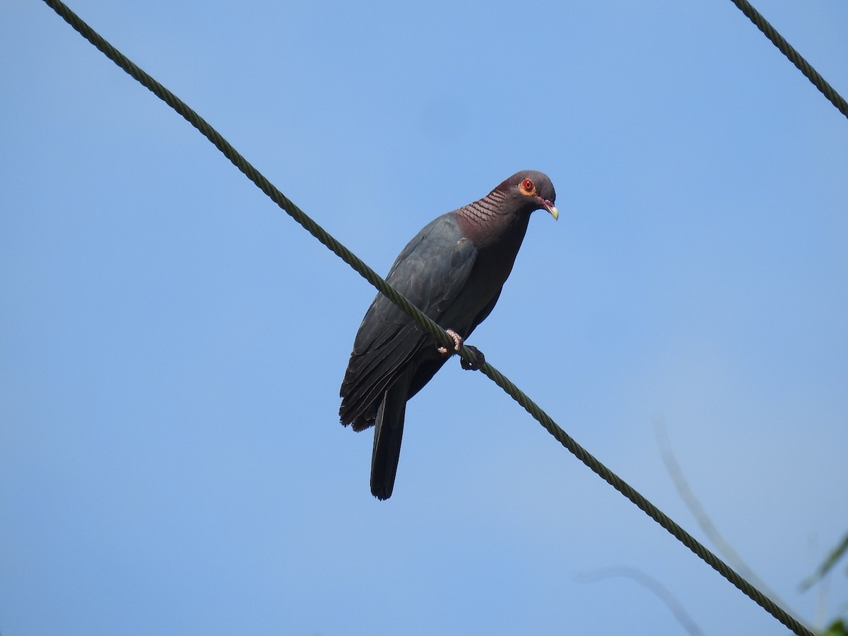 Pigeon à cou rouge - ML620930271