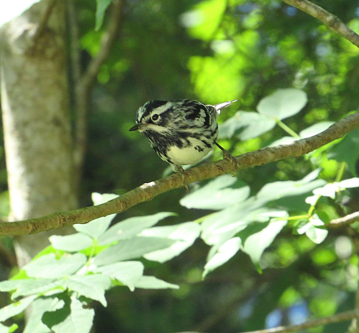 Black-and-white Warbler - Marianne Friers