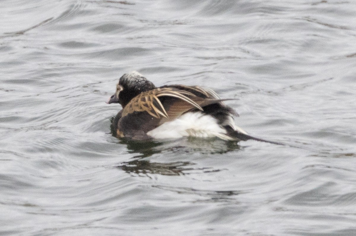 Long-tailed Duck - ML620930287