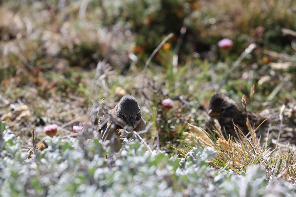 Rufous-collared Sparrow (Patagonian) - ML620930369