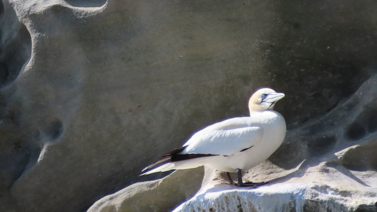 Northern Gannet - ML620930377