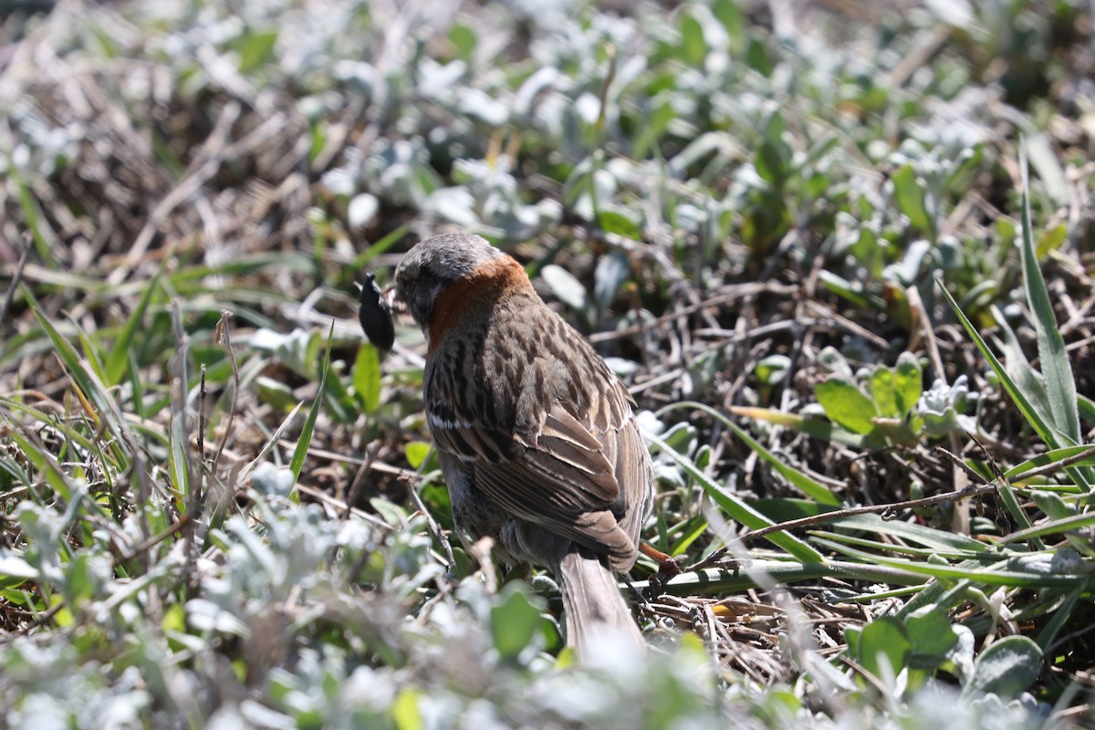 Rufous-collared Sparrow (Patagonian) - ML620930380