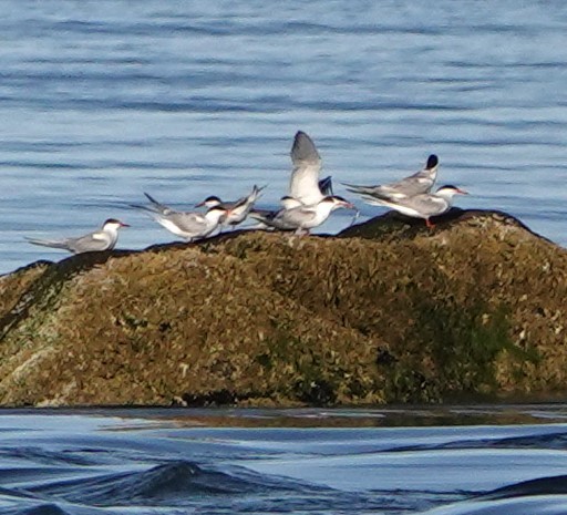 Common Tern - ML620930392