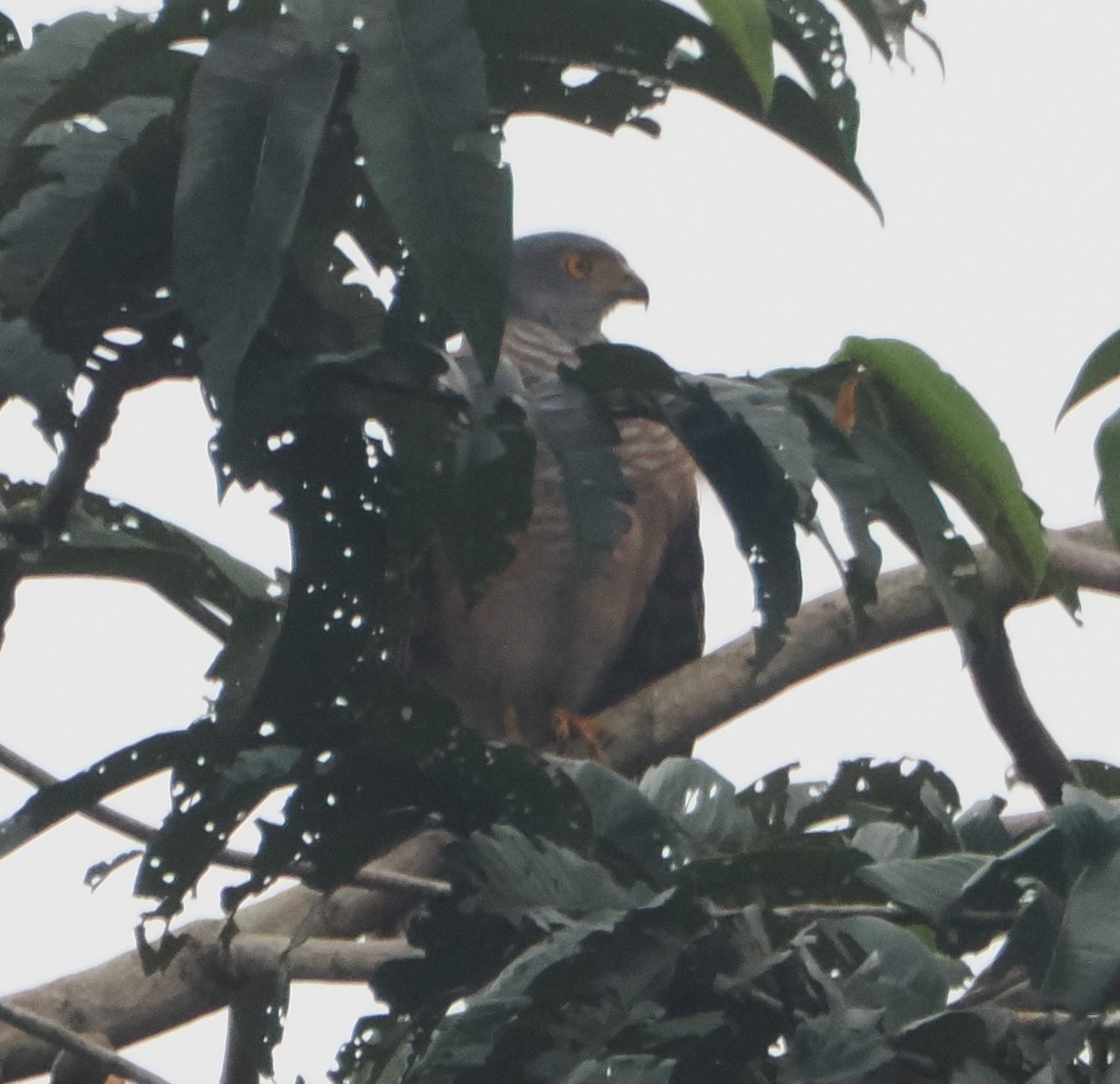 African Goshawk (Banded) - ML620930410