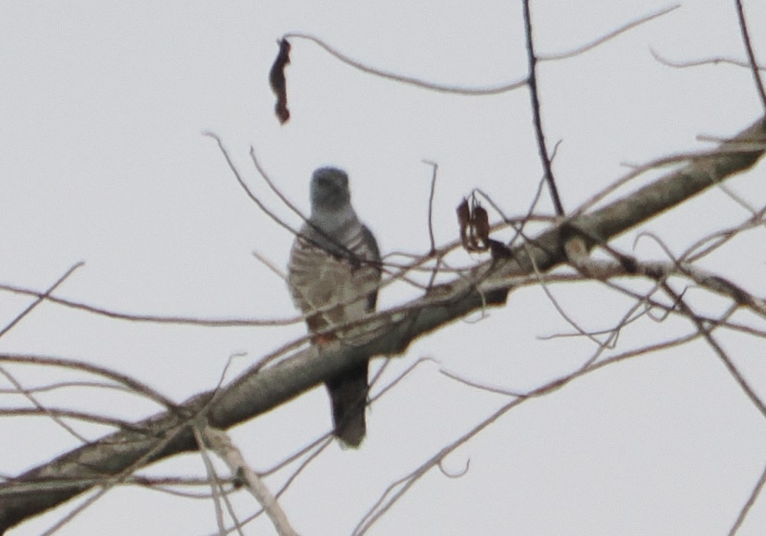 African Cuckoo-Hawk - Miles Mcevoy