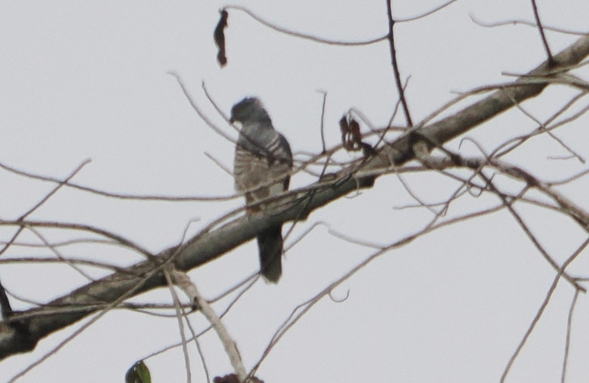 African Cuckoo-Hawk - ML620930537