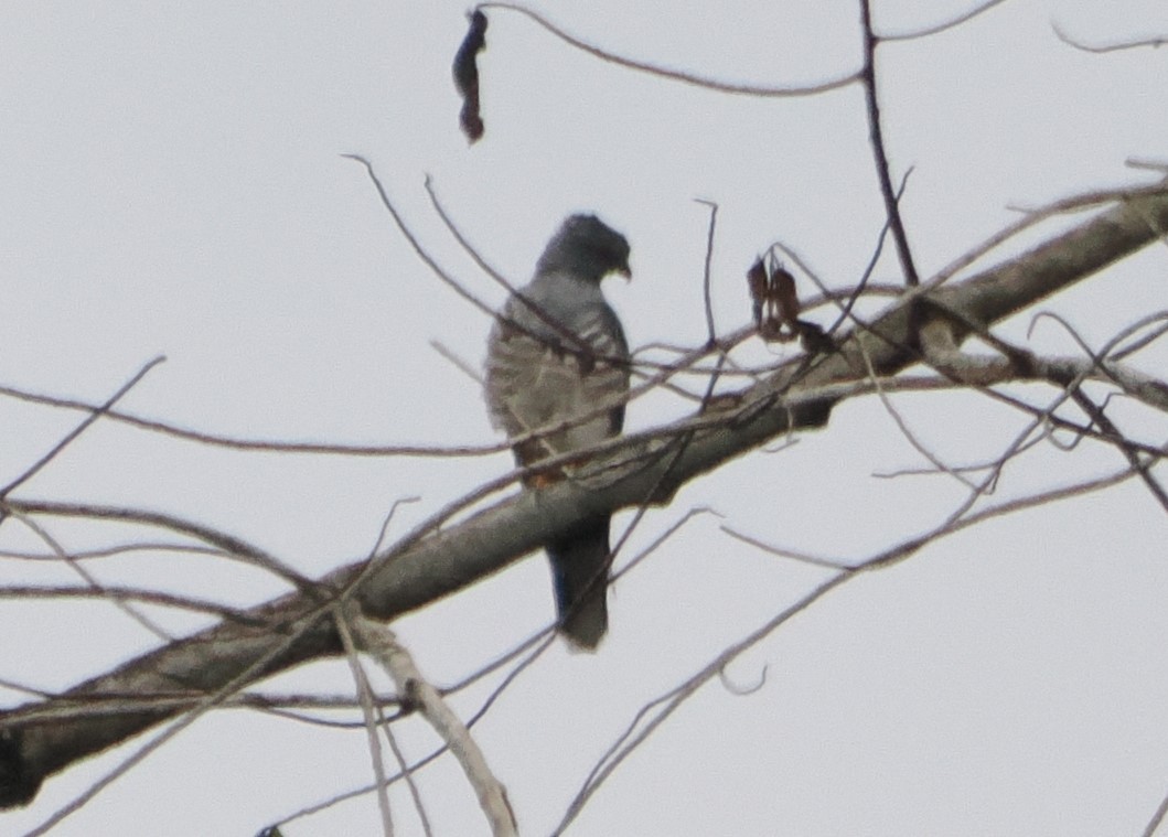 African Cuckoo-Hawk - ML620930538