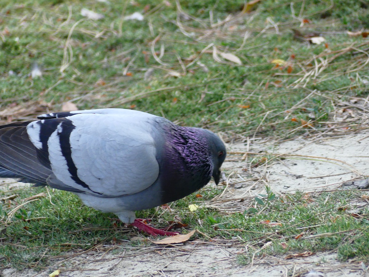 Rock Pigeon (Feral Pigeon) - ML620930584