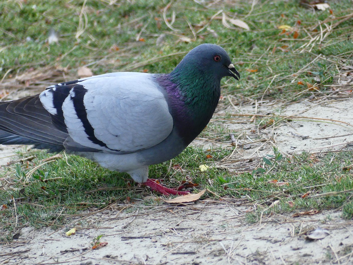 Rock Pigeon (Feral Pigeon) - ML620930585
