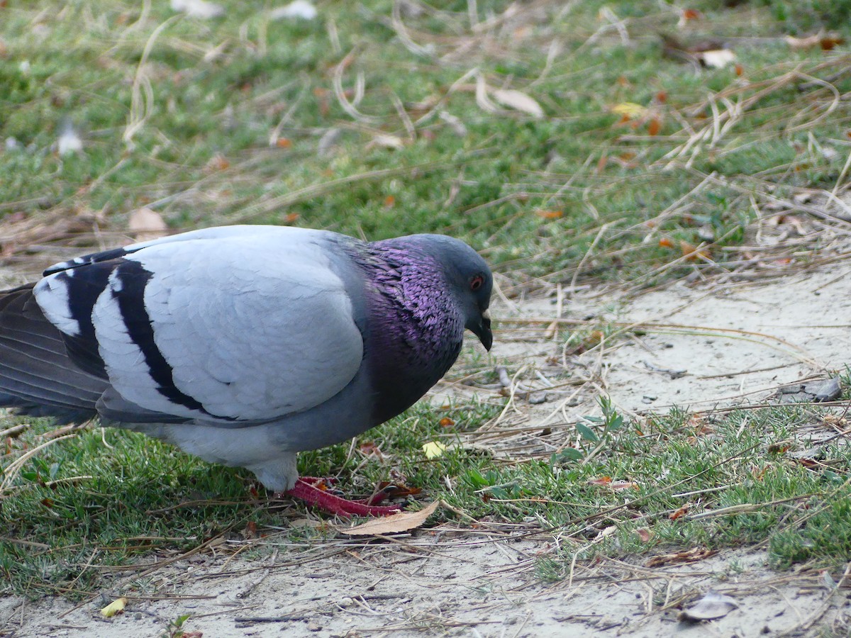 Rock Pigeon (Feral Pigeon) - ML620930586
