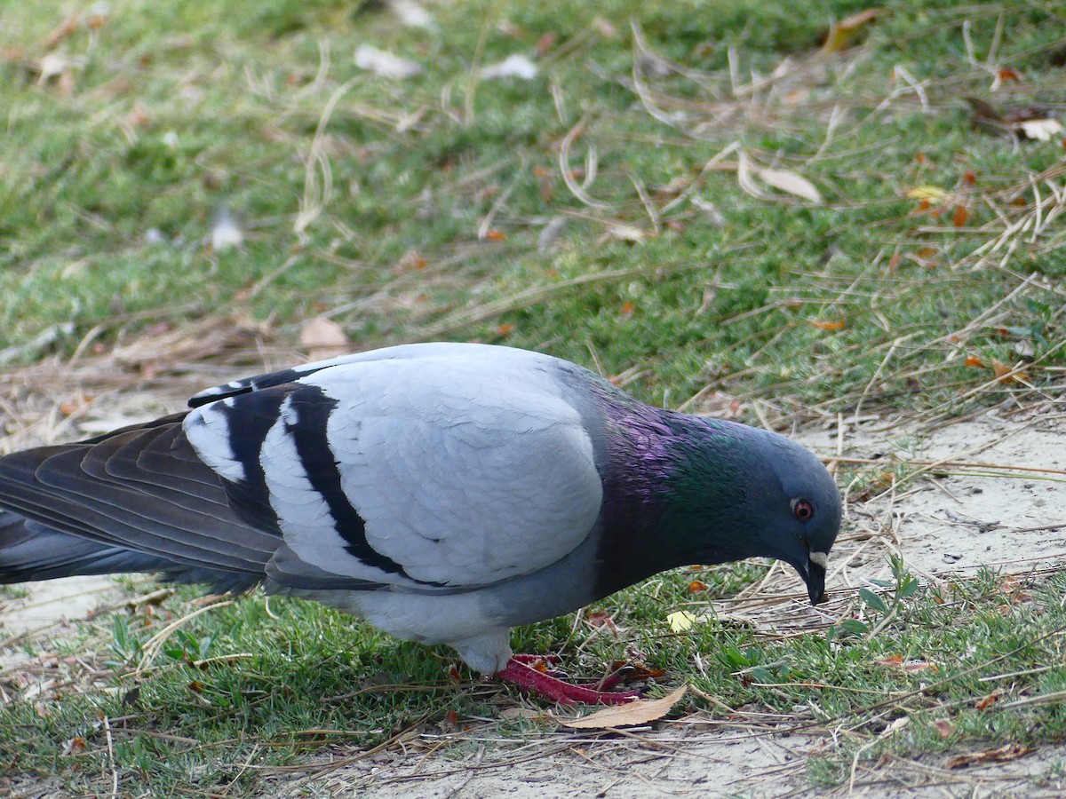Rock Pigeon (Feral Pigeon) - ML620930587