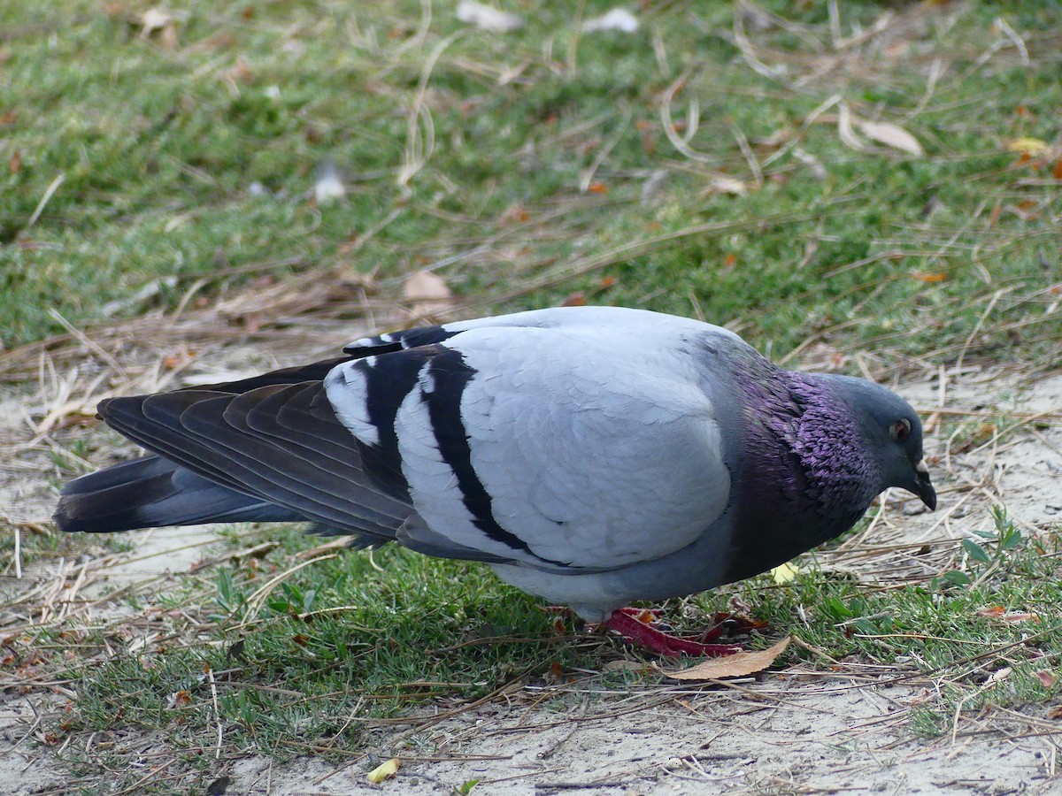 Rock Pigeon (Feral Pigeon) - ML620930588