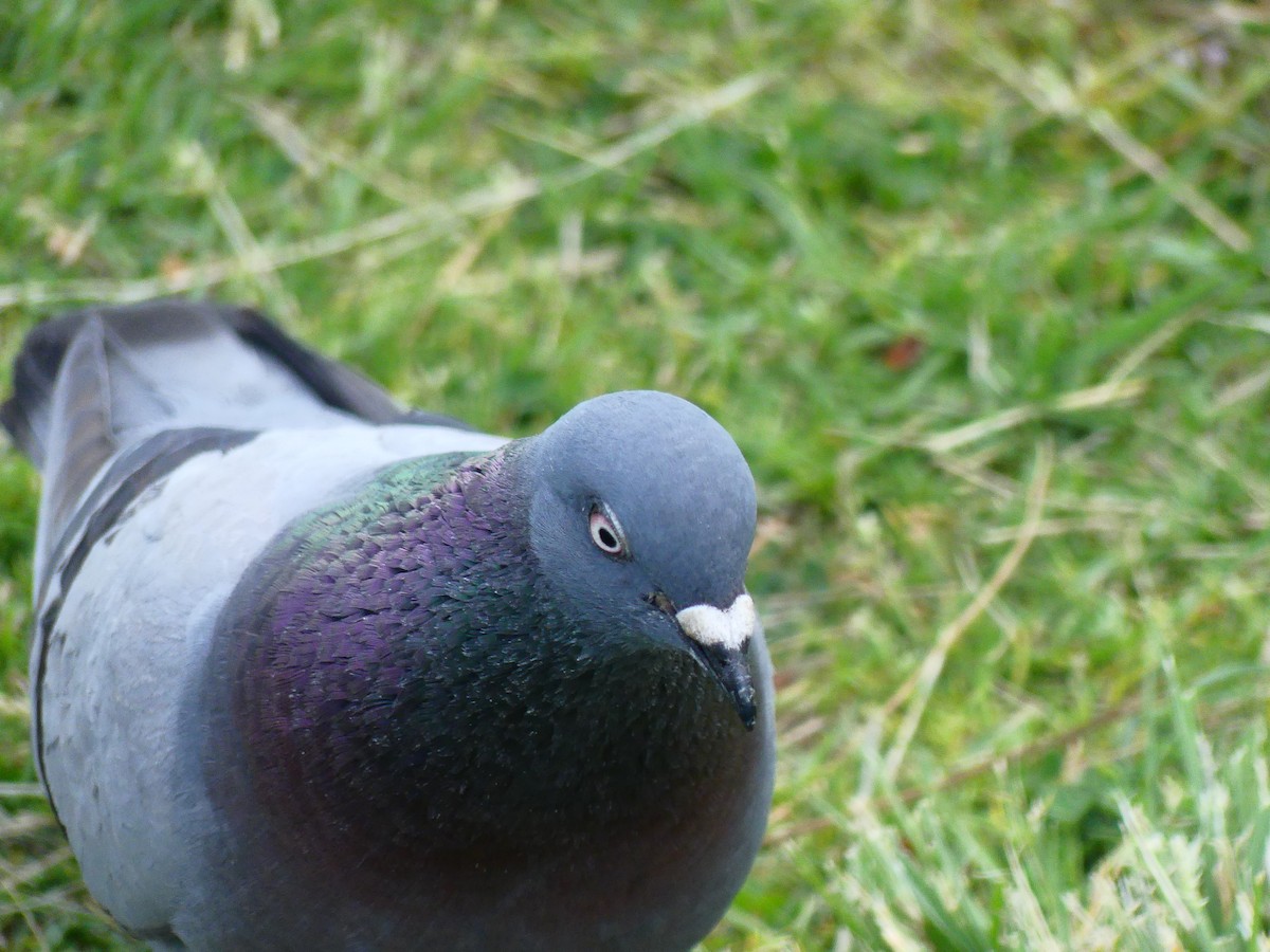 Rock Pigeon (Feral Pigeon) - ML620930589
