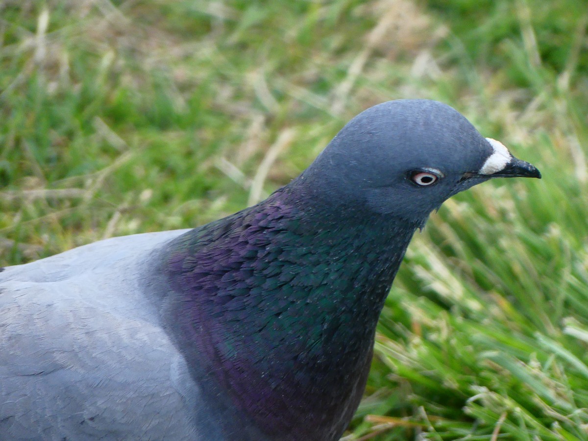 Rock Pigeon (Feral Pigeon) - ML620930590