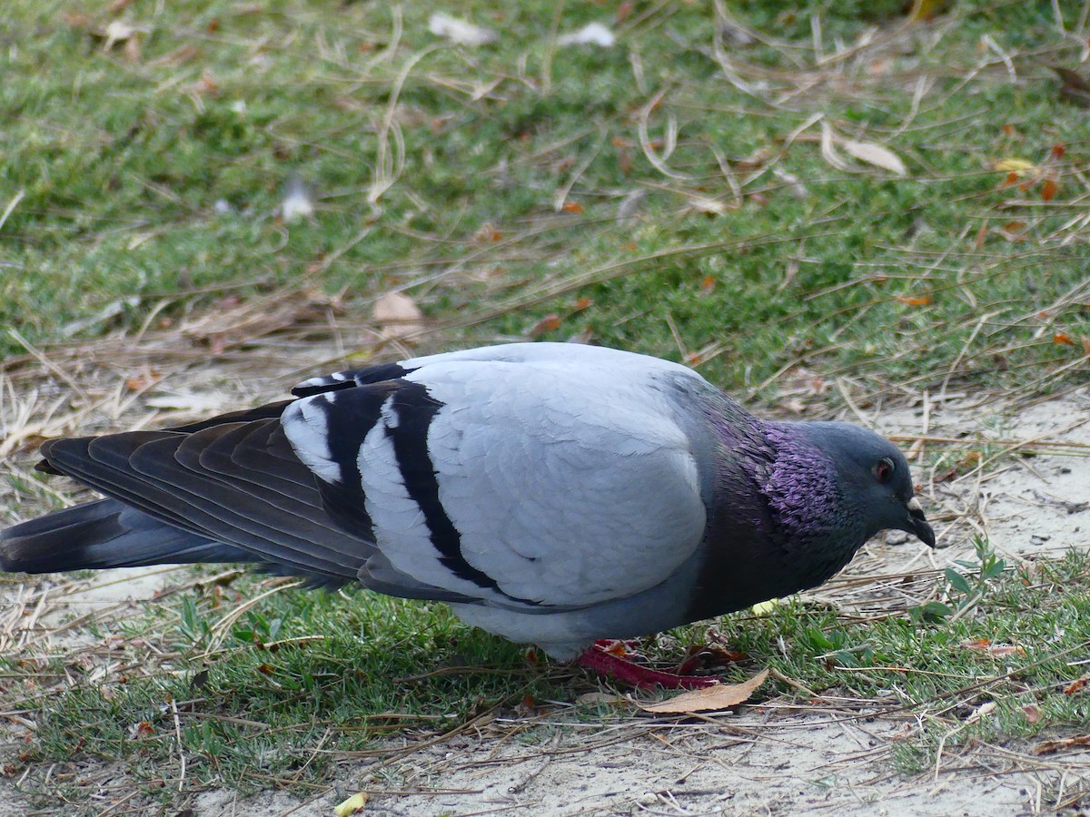 Rock Pigeon (Feral Pigeon) - ML620930591