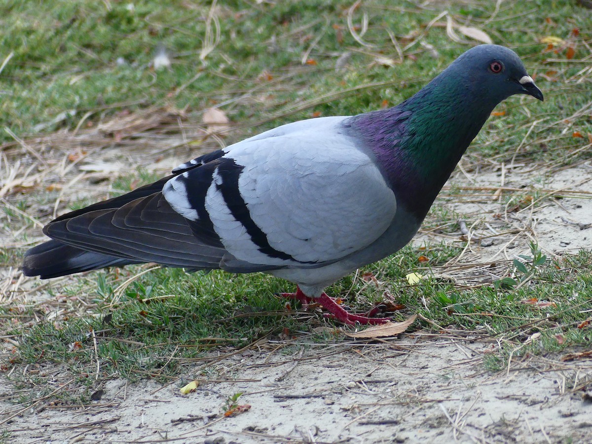 Pigeon biset (forme domestique) - ML620930592