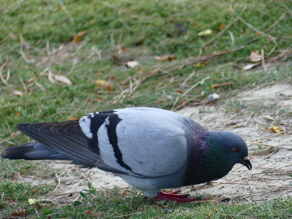 Rock Pigeon (Feral Pigeon) - ML620930593