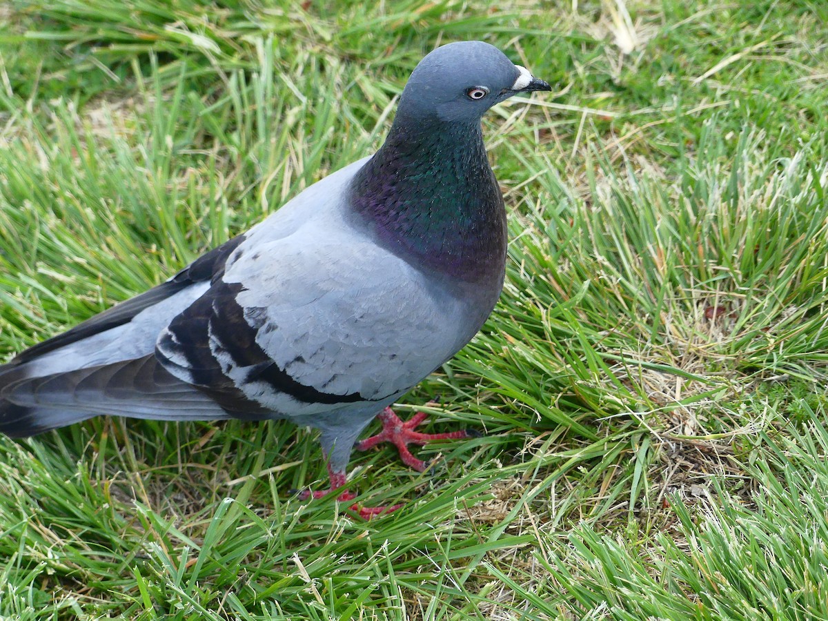 Rock Pigeon (Feral Pigeon) - ML620930594